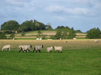 Frøblanding Nr. 53 Får, tidlig, 10 kg